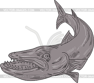 Barracuda Swimming Down Drawing - vector clipart