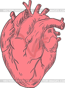 Human Heart Anatomy Drawing - vector image