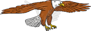 Bald Eagle Swooping Drawing - vector image