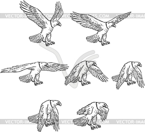 Bald Eagle Flying Drawing Collection Set - vector clipart