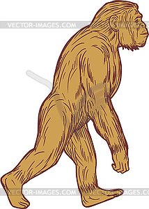 Homo Habilis Walking Side Drawing - vector clipart