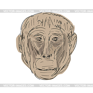 Gelada Monkey Head Drawing - vector clip art