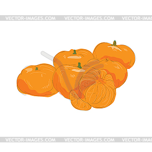 Mandarin Fruit Peeled Watercolor - vector image