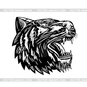 Tiger Growling Scratchboard - vector clipart