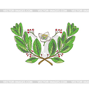 Yerba Mate Flower Leaf and Fruit Drawing - vector image