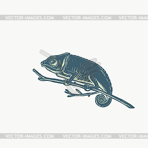 Chameleon On Branch Scratchboard - vector clip art