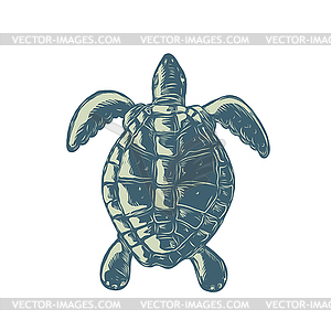 Sea Turtle Top View Scratchboard - vector clipart