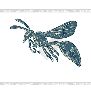 Yellowjacket Flying Scratchboard - vector image