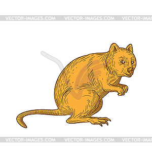 Quokka Drawing Color - графика в векторе