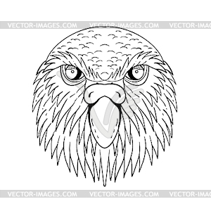 Kakapo Owl Parrot Head Drawing Black and White - vector image