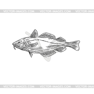 Atlantic Cod Codling Fish Viewed of Side Drawing - vector image