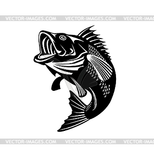 Florida Largemouth Bass Swimming Up Black and - vector image