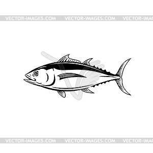 Albacore Thunnus Alalunga or Longfin Tuna Side - vector clipart