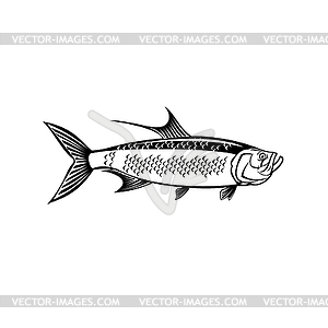 Atlantic Tarpon Megalops Atlanticus or Silver King - vector clip art