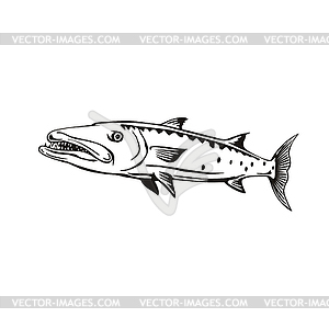 Barracuda or Sphyraena Барракуда плавательный бок - векторный клипарт / векторное изображение