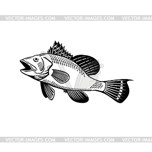 Black Sea Bass Centropristis Striata Swimming Up - vector clipart