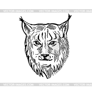 Head of Eurasian Lynx Front View Scratchboard - vector image