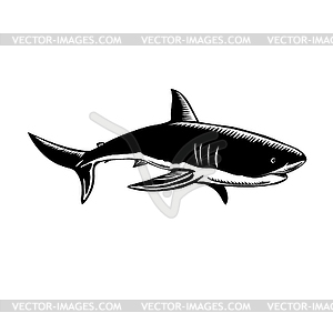 Большая белая акула Carcharodon Carcharias White Shar - векторный клипарт / векторное изображение