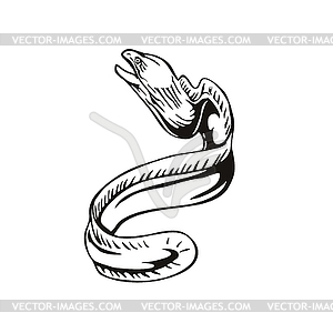 Grey Moray Eel or Gymnothorax Nubilus Swimming Up - vector EPS clipart