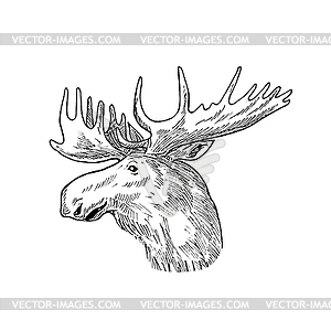 Head of Bull Moose or Elk Alces Alces Scratchboard - vector clipart