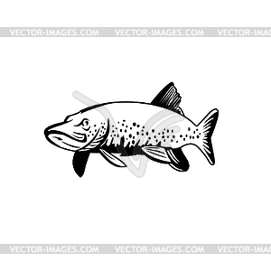 Northern Pike Lakes Pike or Jackfish Swimming - vector clip art