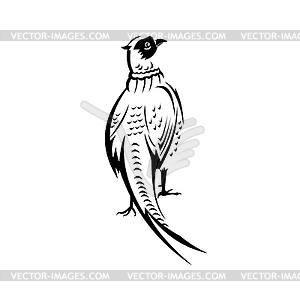 Ring-Necked Pheasant or Common Pheasant Viewed of - vector clip art