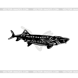 Atlantic Sturgeon Acipenser Oxyrinchus Oxyrinchus - vector image