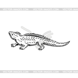 Northern Tuatara Sphenodon Punctatus or Brothers - vector image