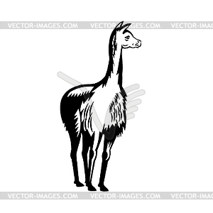 Vicuna or Vicugna Front View Retro Woodcut Black an - vector image