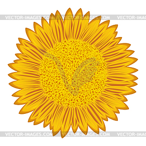 Sunflower - vector clip art