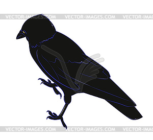 Black crow - vector clipart