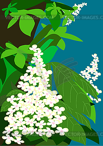 Flowering chestnuts - vector image