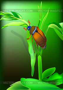 Beetle - vector image