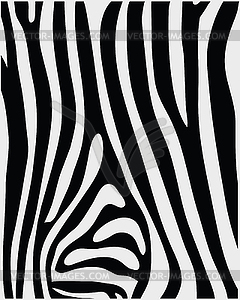 Skin of zebra - vector clip art