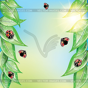 Red ladybugs on green leaves - color vector clipart