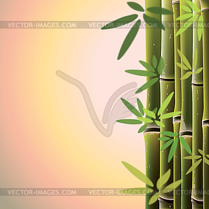 Bamboo trees and leaves at sunste time - vector image