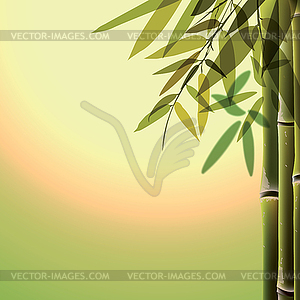 Bamboo trees and leaves at sunset time - vector image