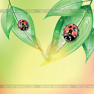 Red ladybugs on green leaves after rain - vector clipart