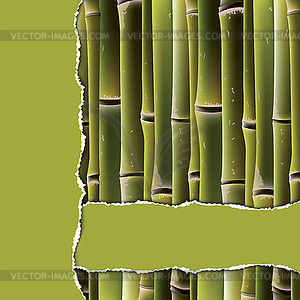 Bamboo branches under green torn paper - vector clipart