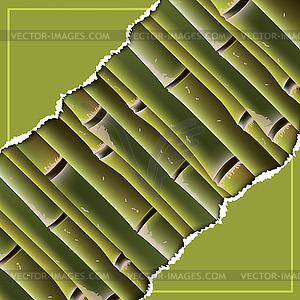 Bamboo branches under torn paper - vector clipart