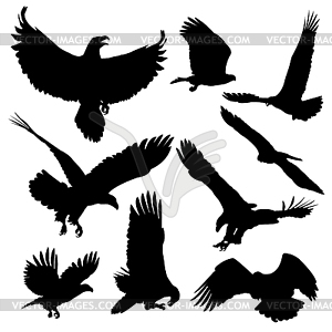 Bald eagles silhouettes  - vector clipart