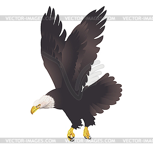 Bald eagle  - vector image