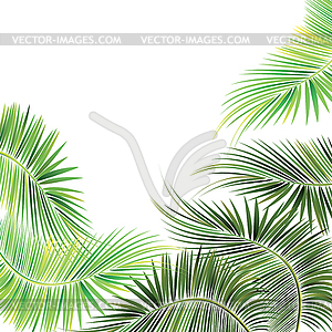 Palm tree branches - vector clipart