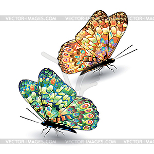 Two colorful butterflies - vector clipart