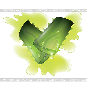 Two cut pieces of aloe vera plants - vector clipart