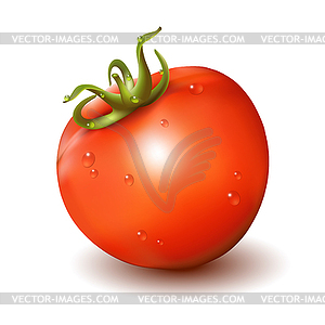 Red fresh tomato  - vector image