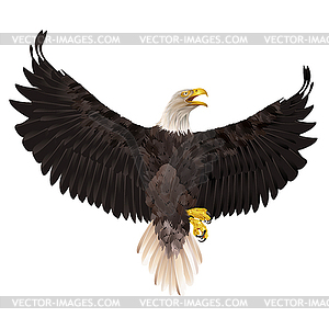 Bald eagle  - vector clip art