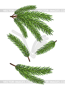 Fir tree branches - vector clipart