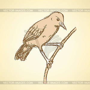 Sketch rufous hornero bird in vintage style - vector clip art