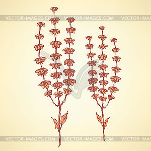 Sketch basil herb in vintage style - vector clipart